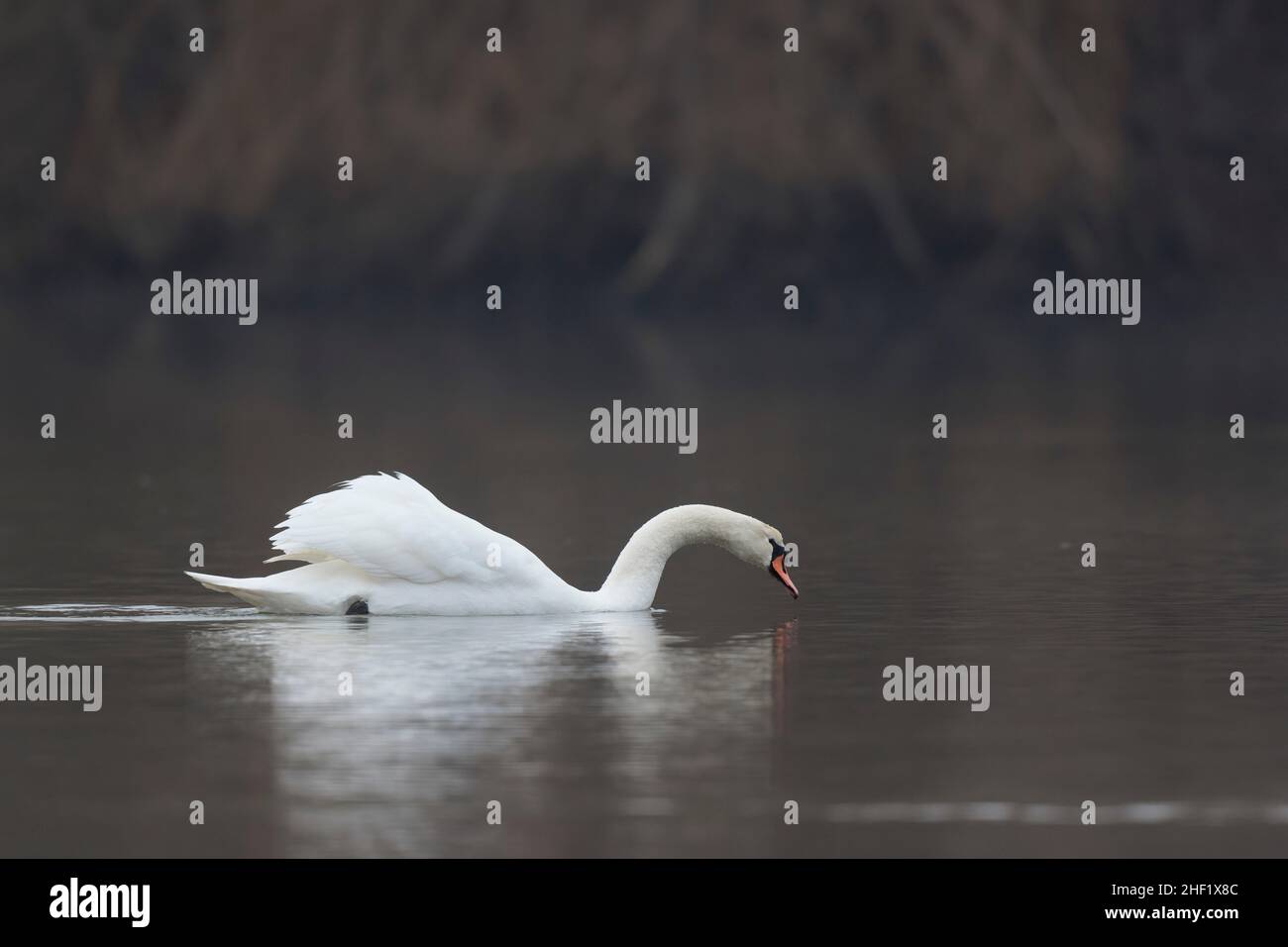 Mute Swan Cygnus olor swimming on a pond Stock Photo - Alamy