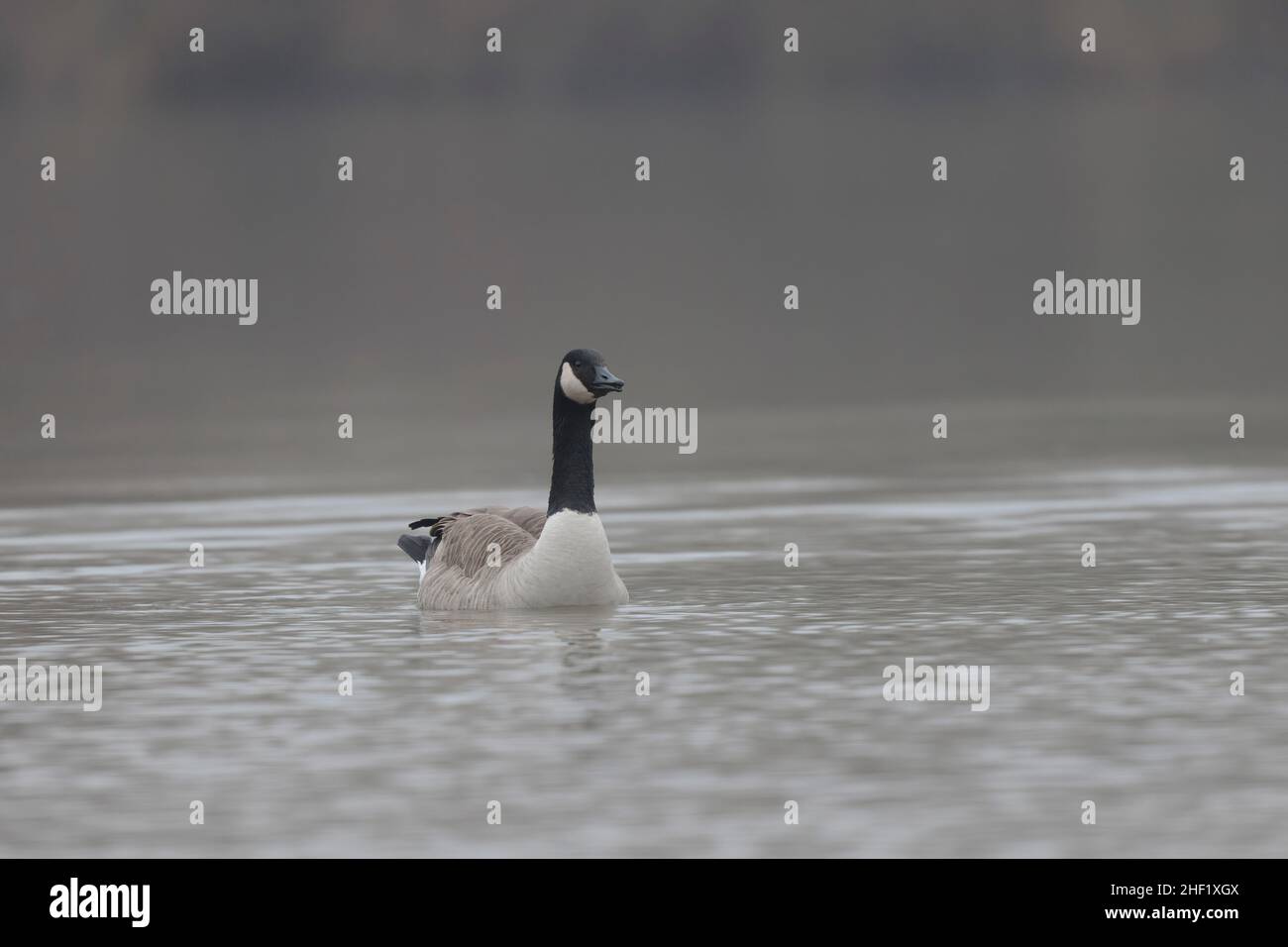 Canada goose swimming on a pond in the morning mist of a winter day Stock Photo