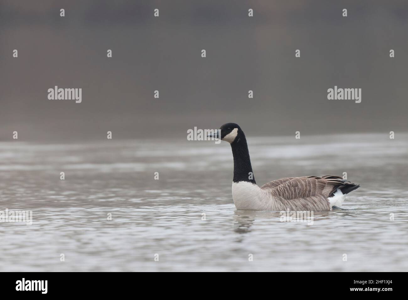 Canada goose swimming on a pond in the morning mist of a winter day Stock Photo