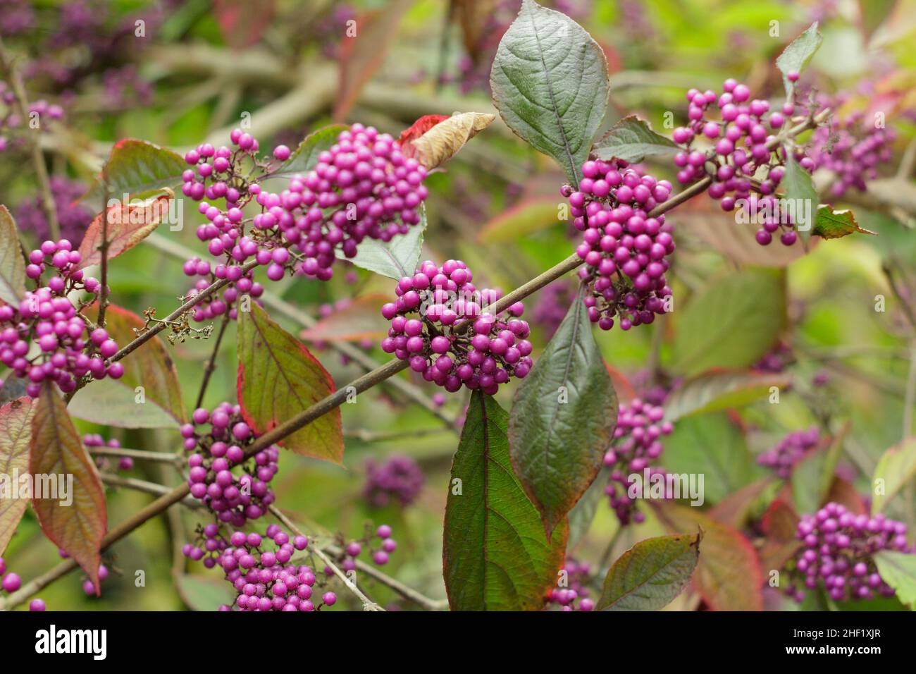 Callicarpa 'Profusion'. Purple berries of Callicarpa bodinieri var. giraldii ‘Profusion’ beautyberry in autumn UK Stock Photo