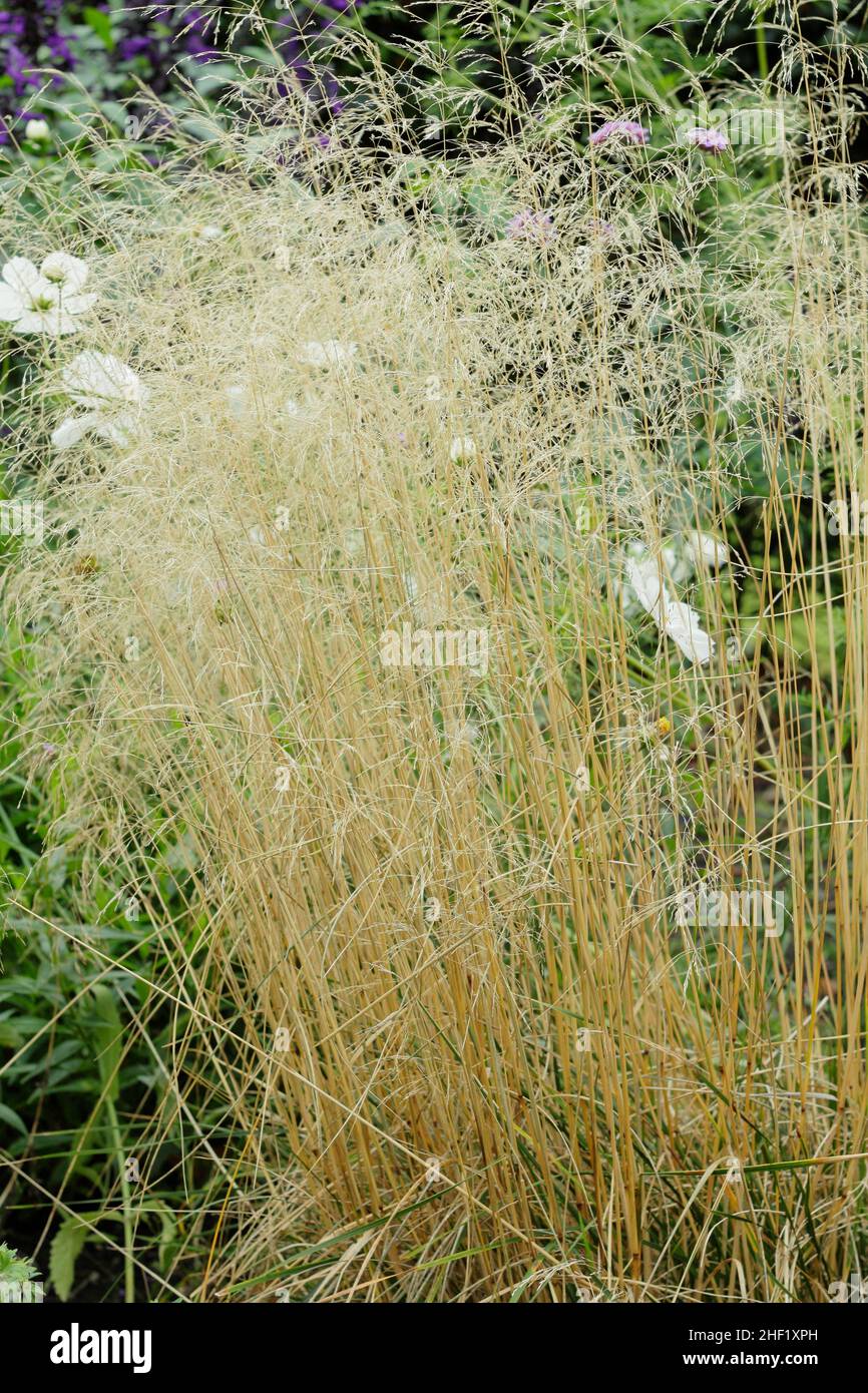 Deschampsia cespitosa 'Golden Veil' ornamental grass with hesperantha Coccinea in autumn border. Also called Deschampsia cespitosa 'Goldschleier'. UK Stock Photo