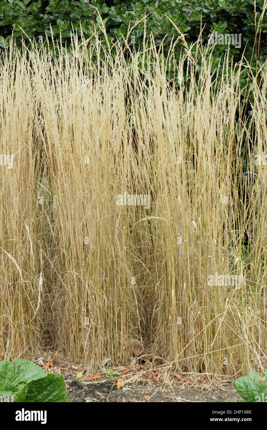 Calamagrostis x acutiflora 'Overdam' ornamental grass. UK Stock Photo Alamy