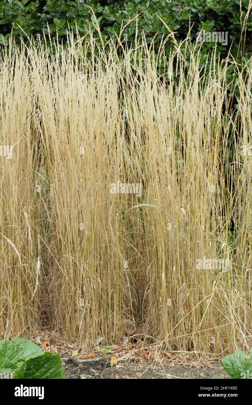 Calamagrostis x acutiflora 'Overdam' ornamental grass. UK Stock Photo