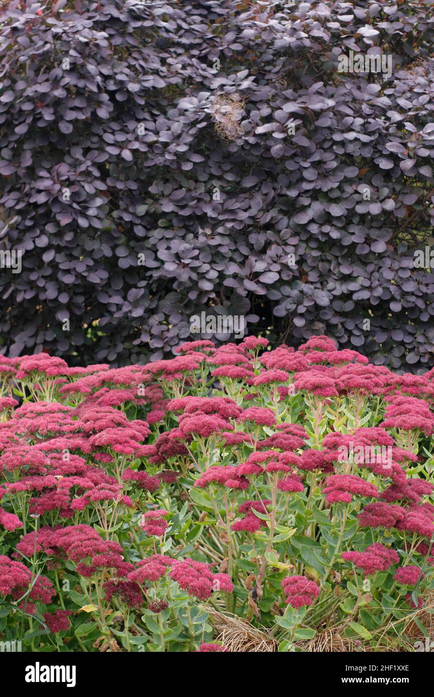 Sedum and smoke bush dramatic garden border in autumn. Sedum Autumn Joy and Cotinus coggygria Royal Purple.UK Stock Photo