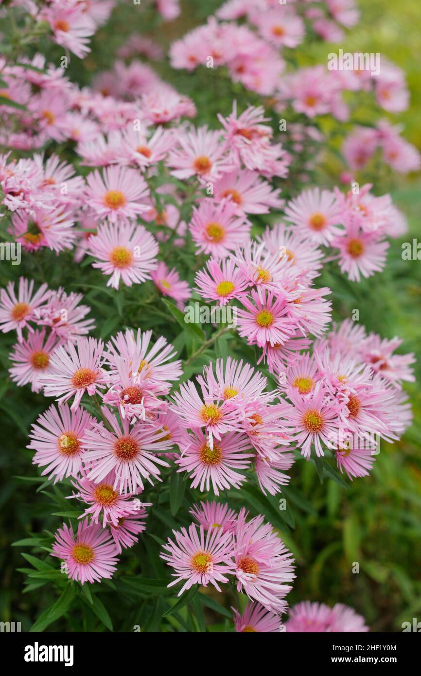Aster 'Harrington's Pink'. Symphyotrichum novae-angliae 'Harrington's Pink New England aster flower. UK Stock Photo