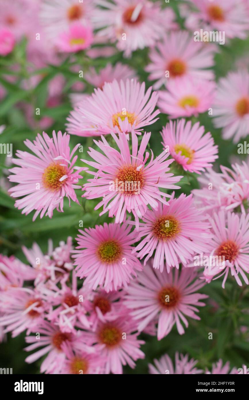 Aster 'Harrington's Pink'. Symphyotrichum novae-angliae 'Harrington's Pink New England aster flower. UK Stock Photo