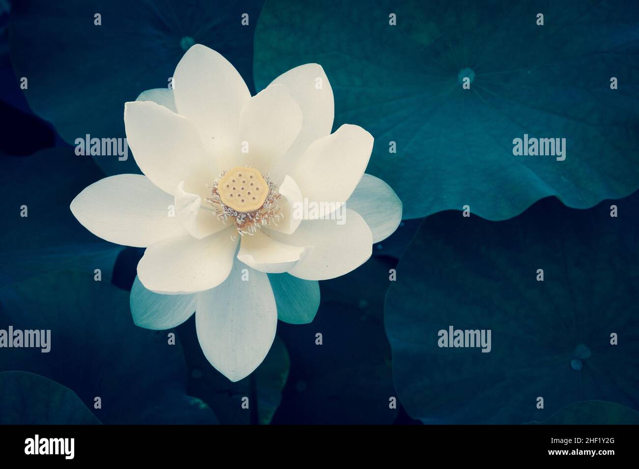 Lotus flower. Close up. Toned photo Stock Photo Alamy