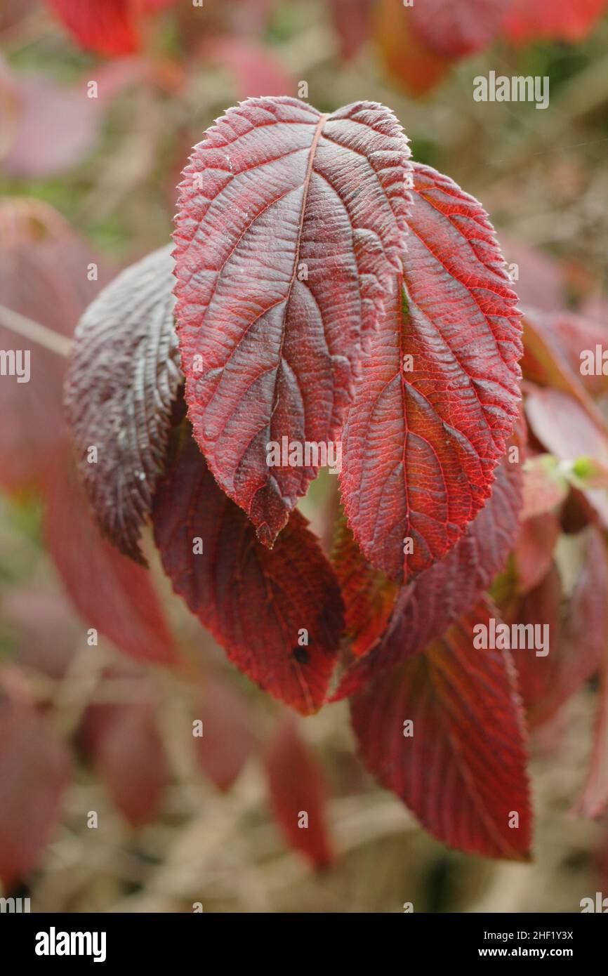 Viburnum leaves in October. Viburnum plicatum f. tomentosum ‘Mariesii’ leaves in autumn. UK Stock Photo