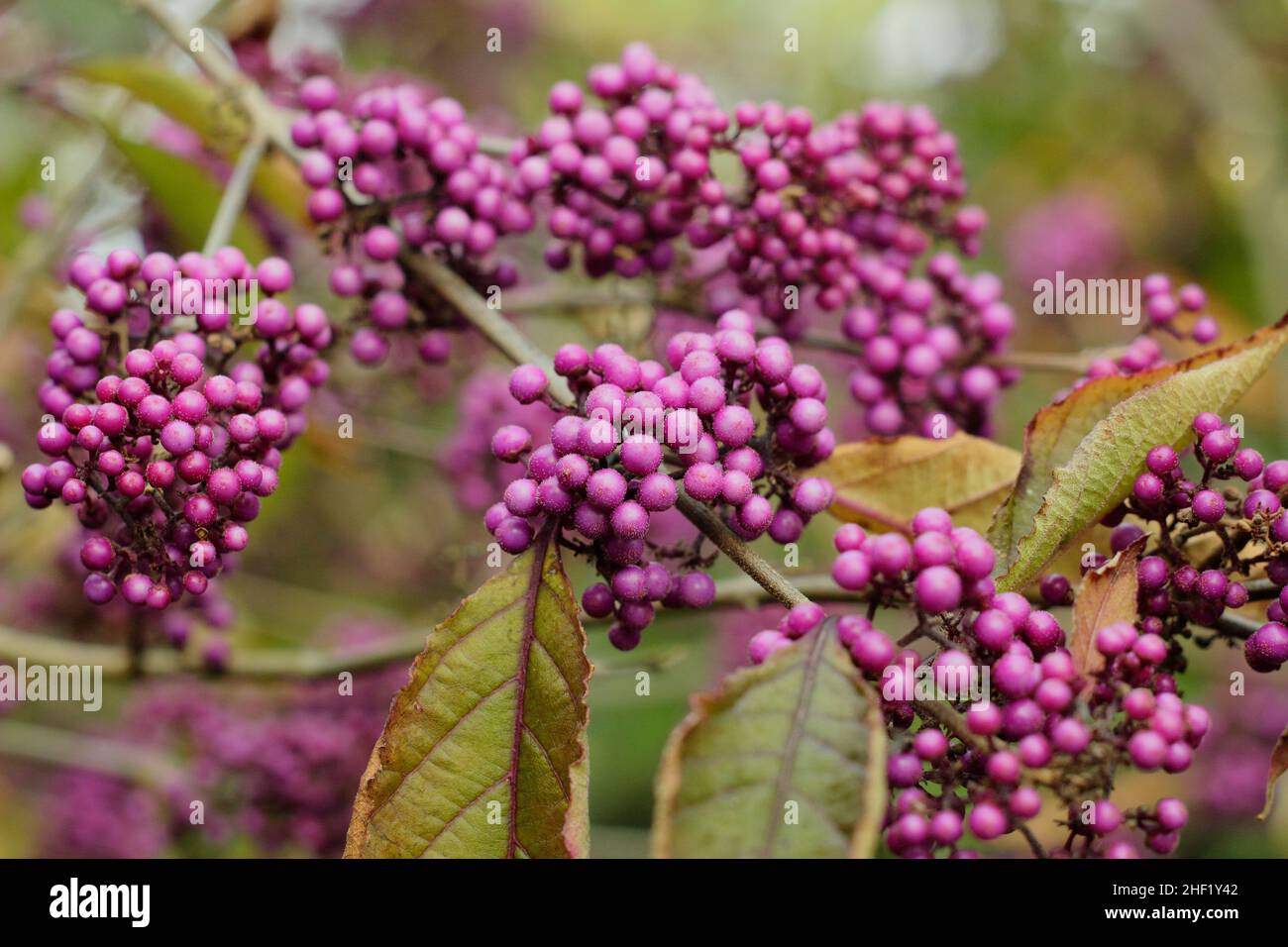 Callicarpa 'Profusion'. Purple berries of Callicarpa bodinieri var. giraldii ‘Profusion’ beautyberry in autumn UK Stock Photo