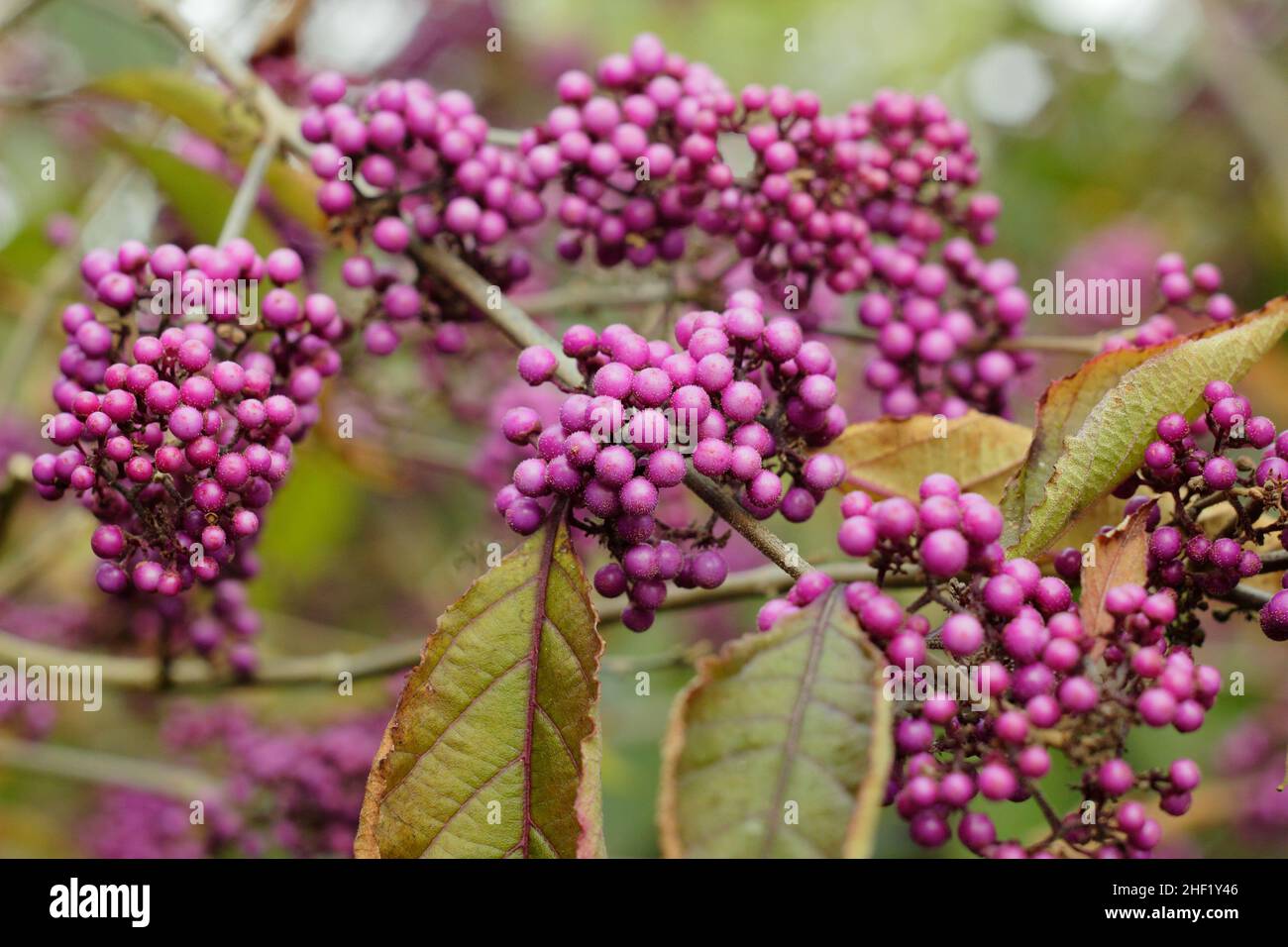 Callicarpa 'Profusion'. Purple berries of Callicarpa bodinieri var. giraldii ‘Profusion’ beautyberry in autumn UK Stock Photo