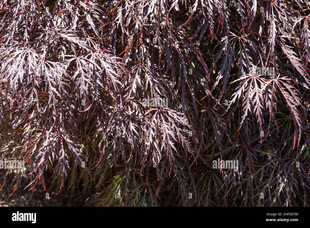 Crimson Queen Japanese Maple (Acer palmatum var. dissectum 'Crimson Queen') is low-branching, dwarf tree with a delicate, weeping form. The foliage ho Stock Photo