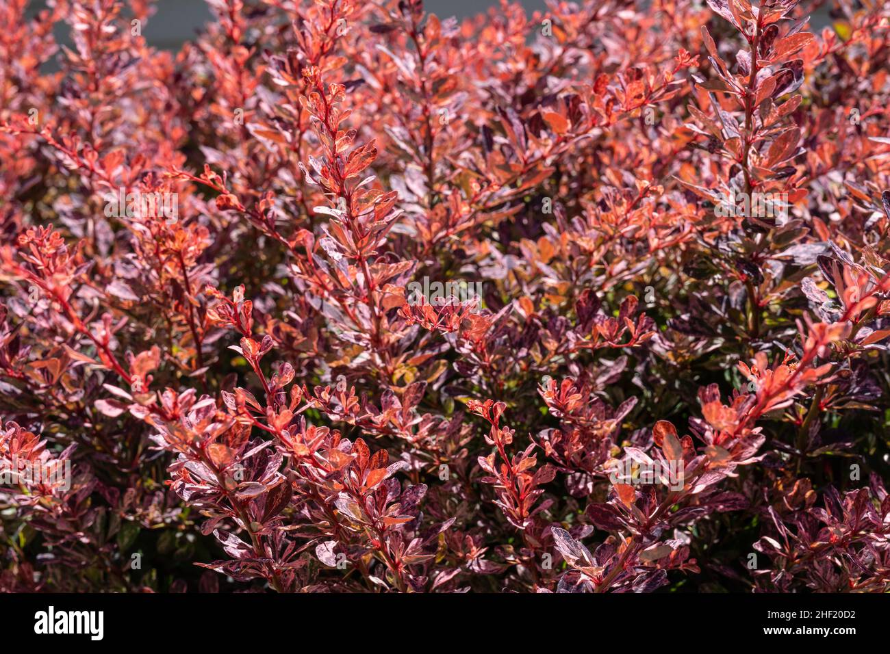 Japanese barberry (Berberis thunbergii) is a species of flowering plant in the barberry family Berberidaceae, native to Japan and eastern Asia, though Stock Photo