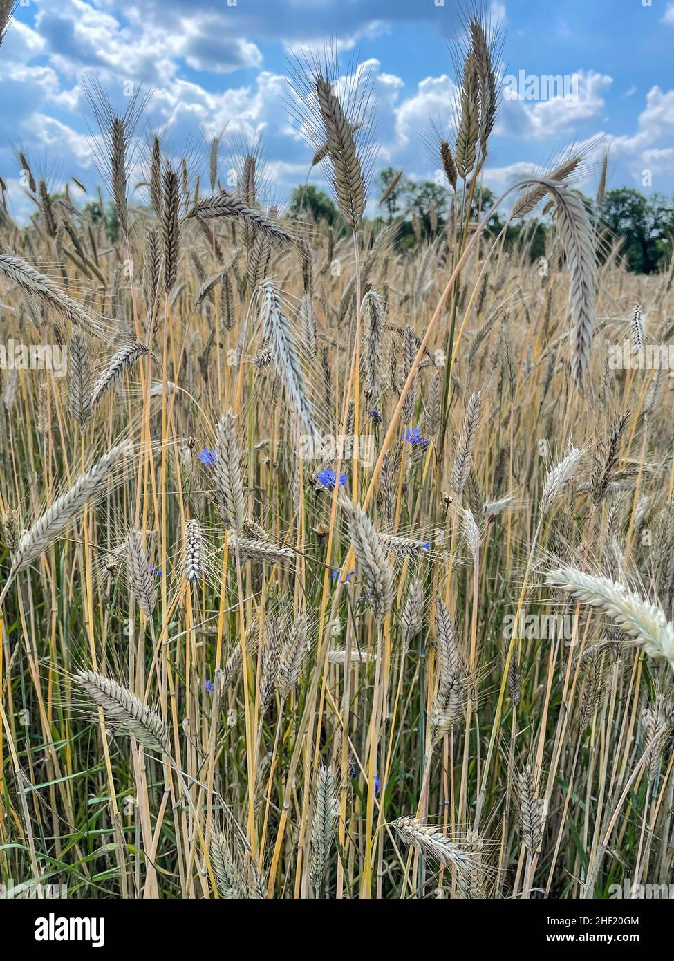 Rye (Secale cereale) is a grass grown extensively as a grain, a cover