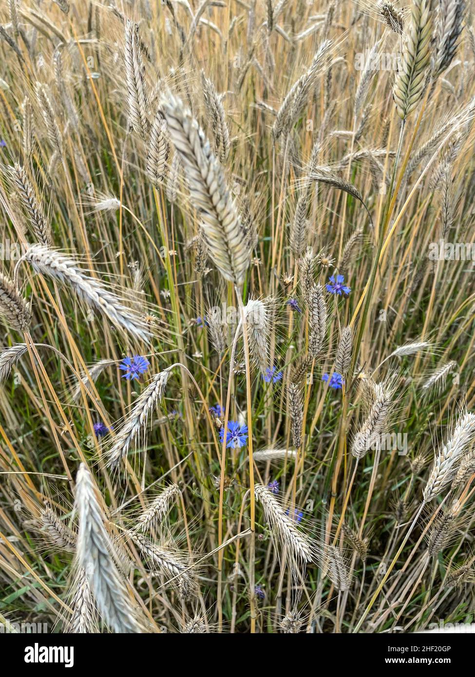Rye (Secale cereale) is a grass grown extensively as a grain, a cover crop and as a forage crop