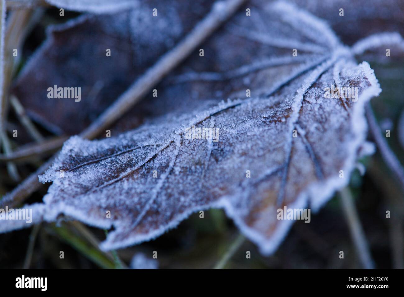Heavy Frost covering plant leaves. January 2022. Essex, Britain Stock