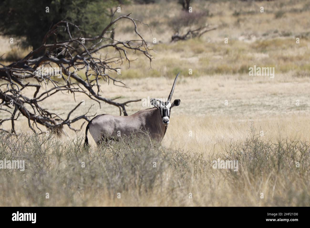 Kgalagadi Transfrontier Park Stock Photo