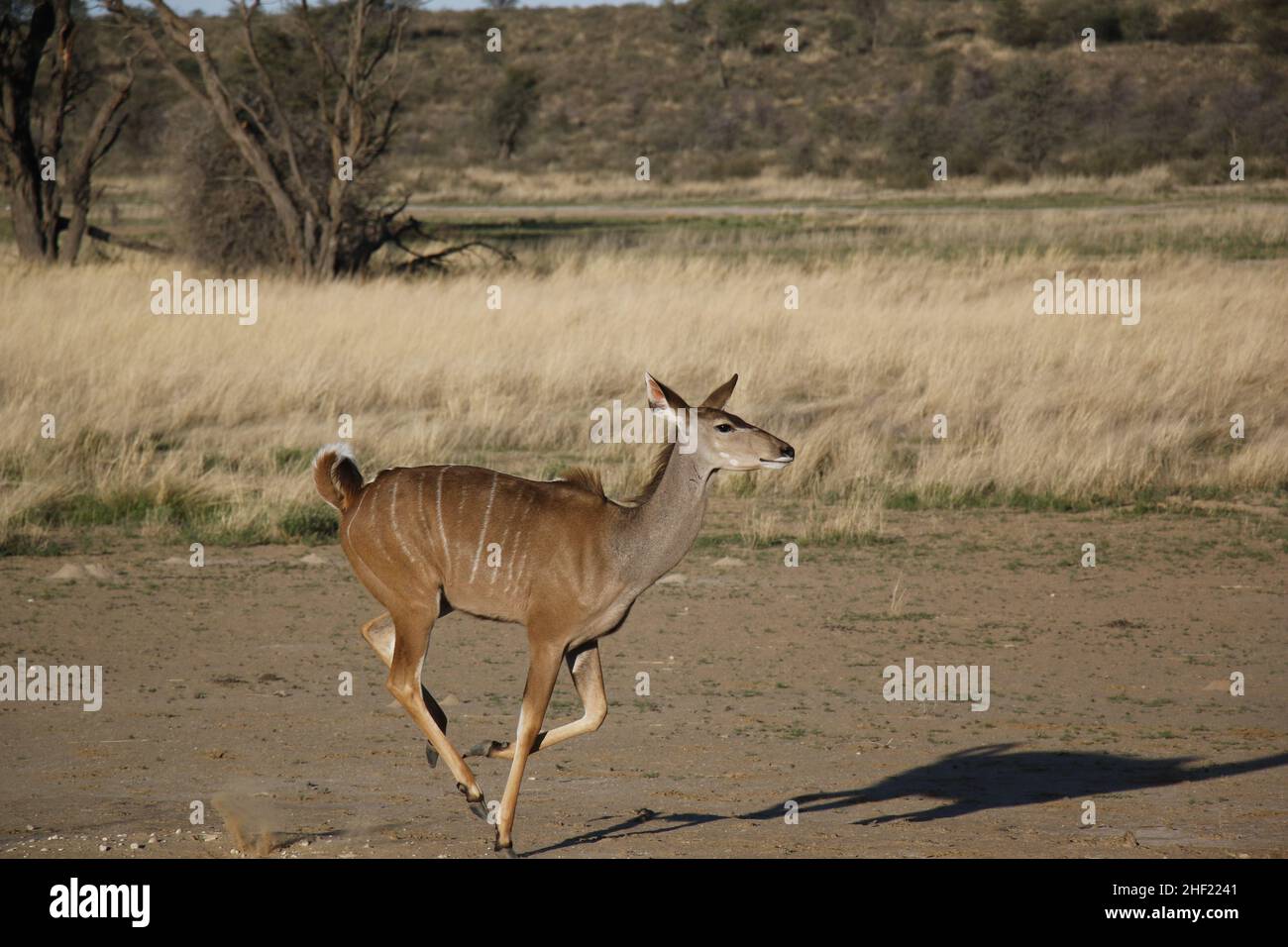 Kgalagadi Transfrontier Park Stock Photo