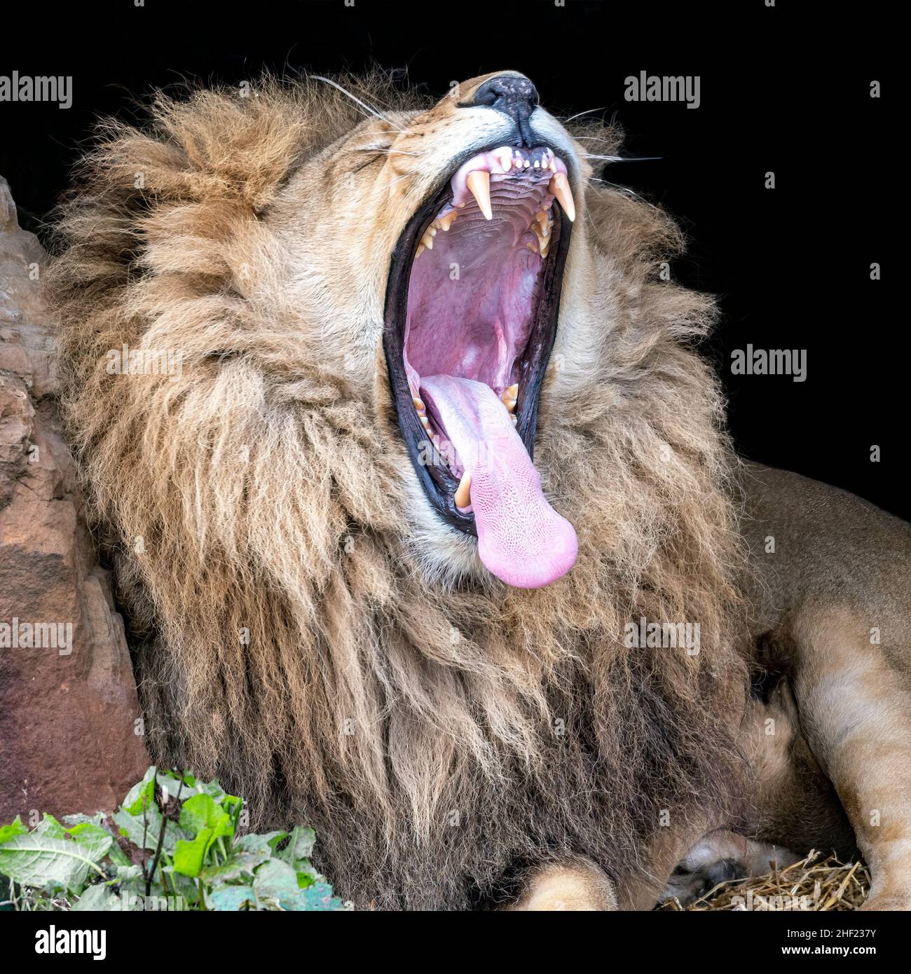 Colour Portrait of a male African Lion yawning Stock Photo