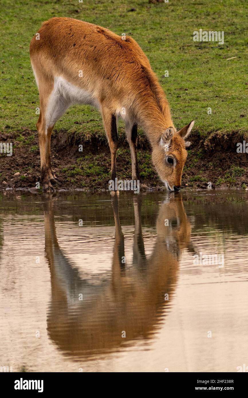 Female Lechwe drinking from the water hole and reflected in the water Stock Photo