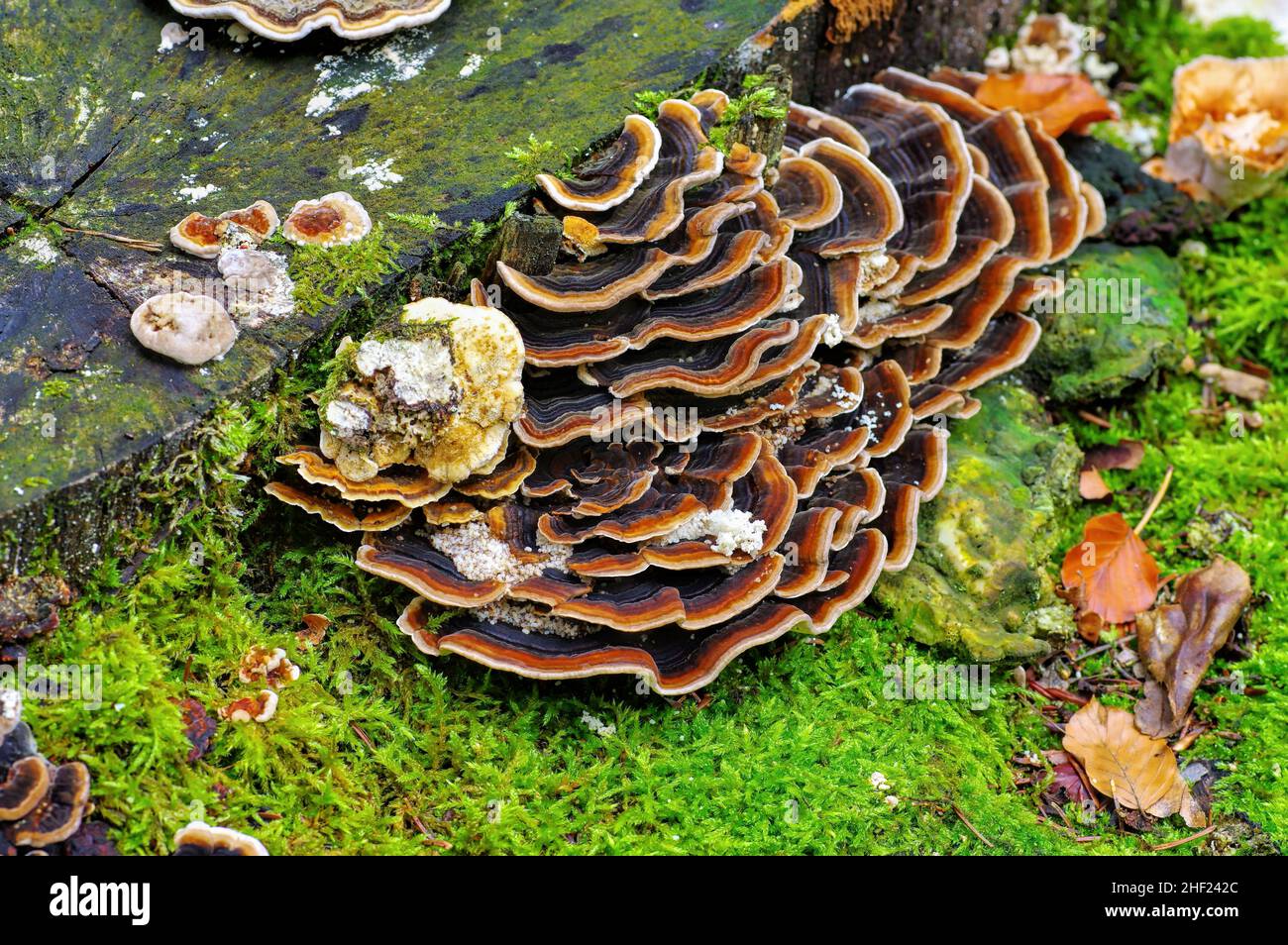 turkey tail or Trametes versicolor in autumn forest Stock Photo