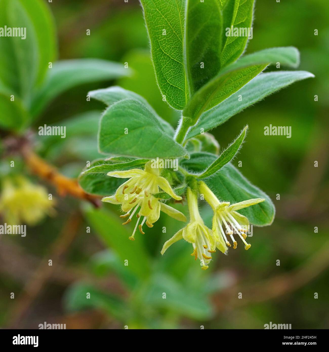yellow Lonicera kamtschatica blossom in spring Stock Photo