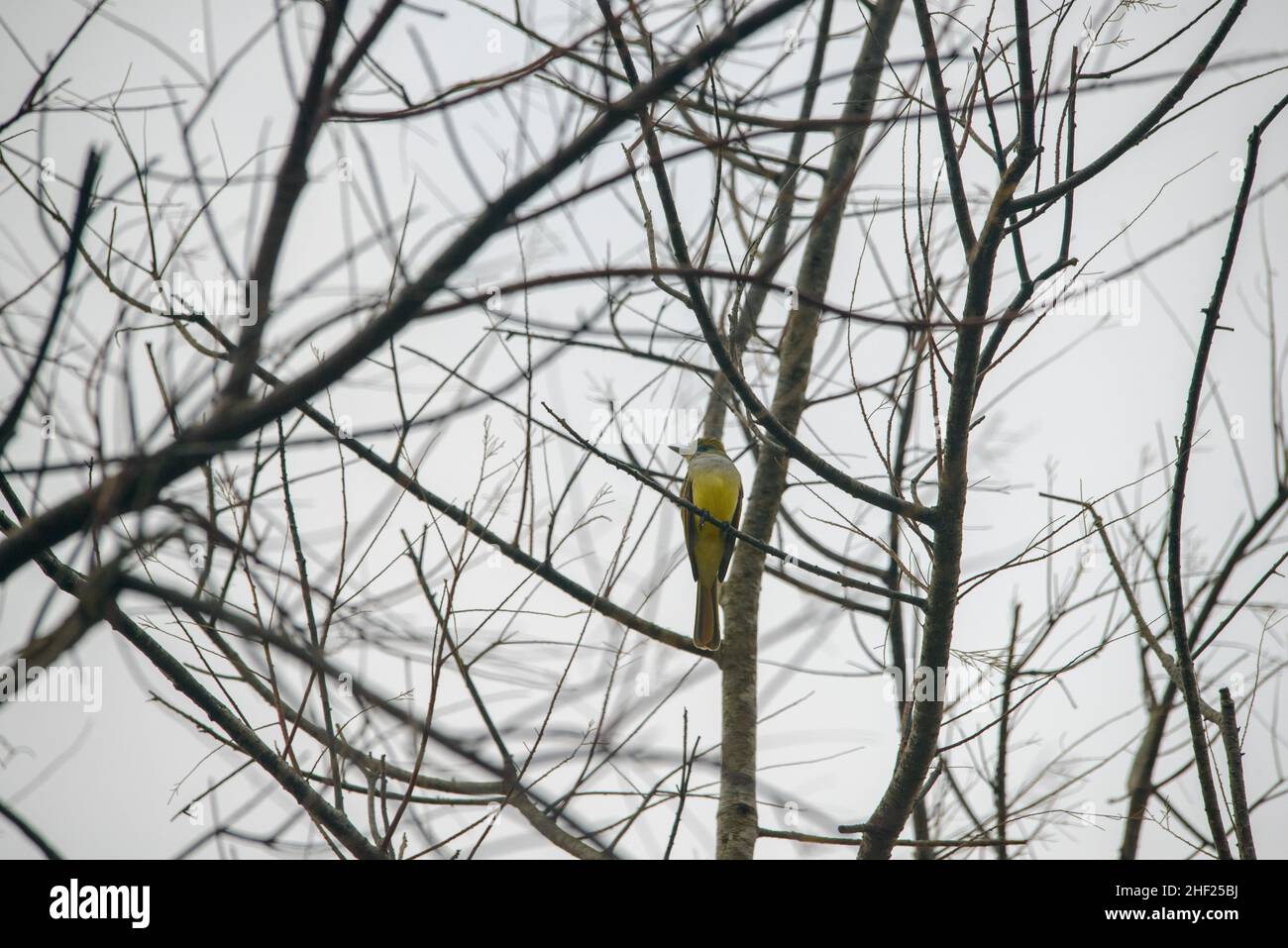 Birding Tour of the Norias Division of the King Ranch in Texas USA Stock Photo