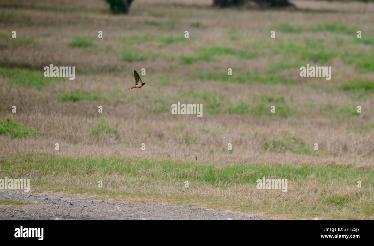 Rare birds of South Texas in Spring Stock Photo