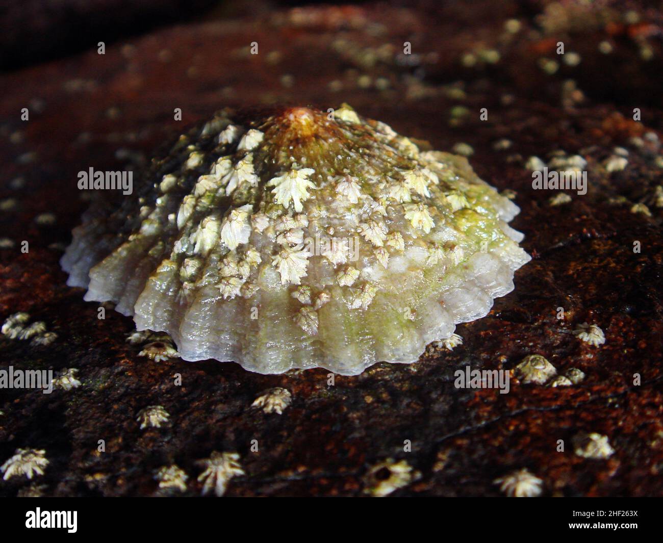 Lapas or patella vulgata, a limpet found anchored to the rocks on the shores neighbouring the Canary Islands a gastropod mollusk used in local cuisine Stock Photo