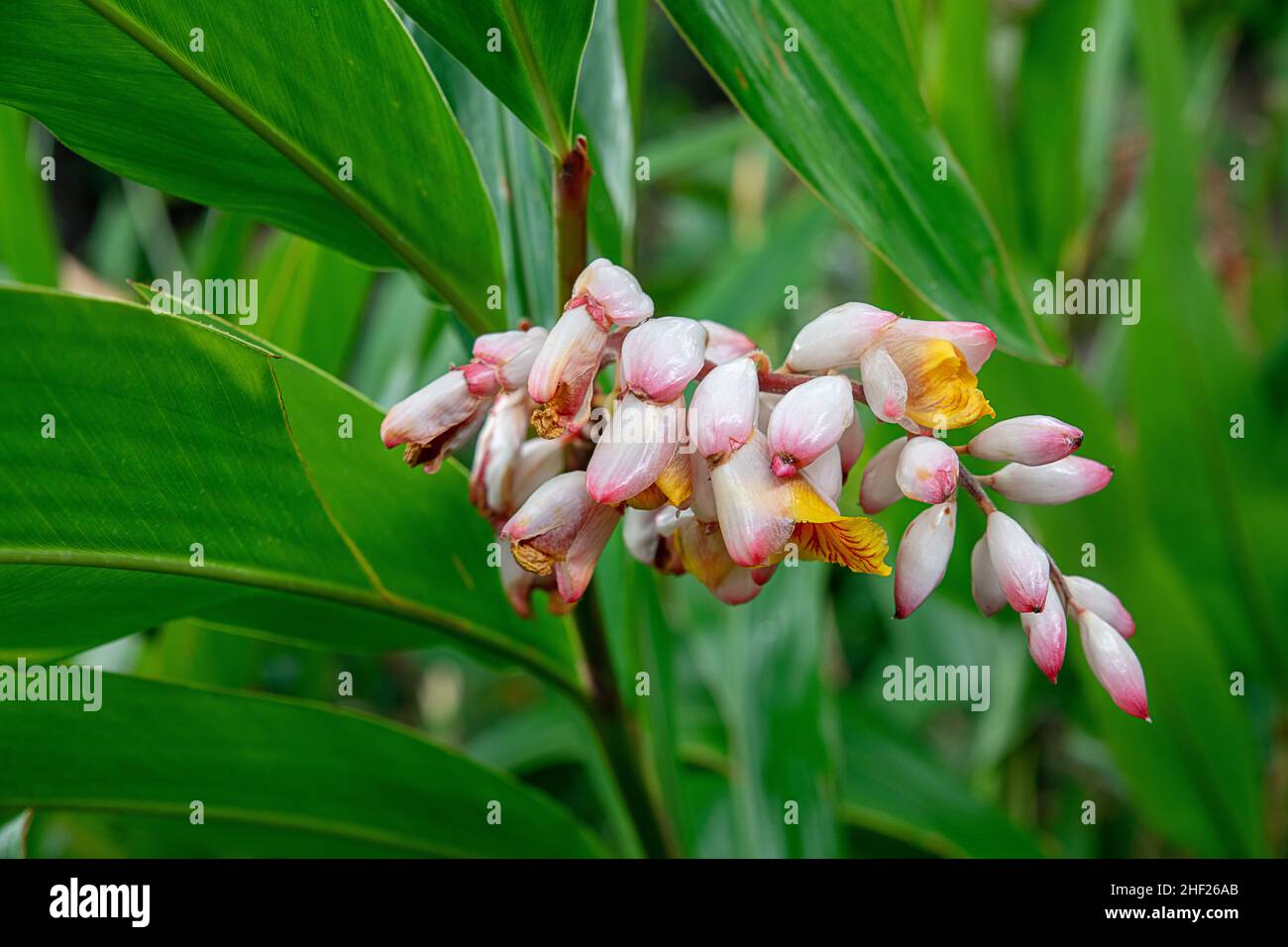 Cluster of alpinia zerumbet or shell ginger, tropical flora with unusual yellow flowers emerging from waxy white and pinkish shells Stock Photo