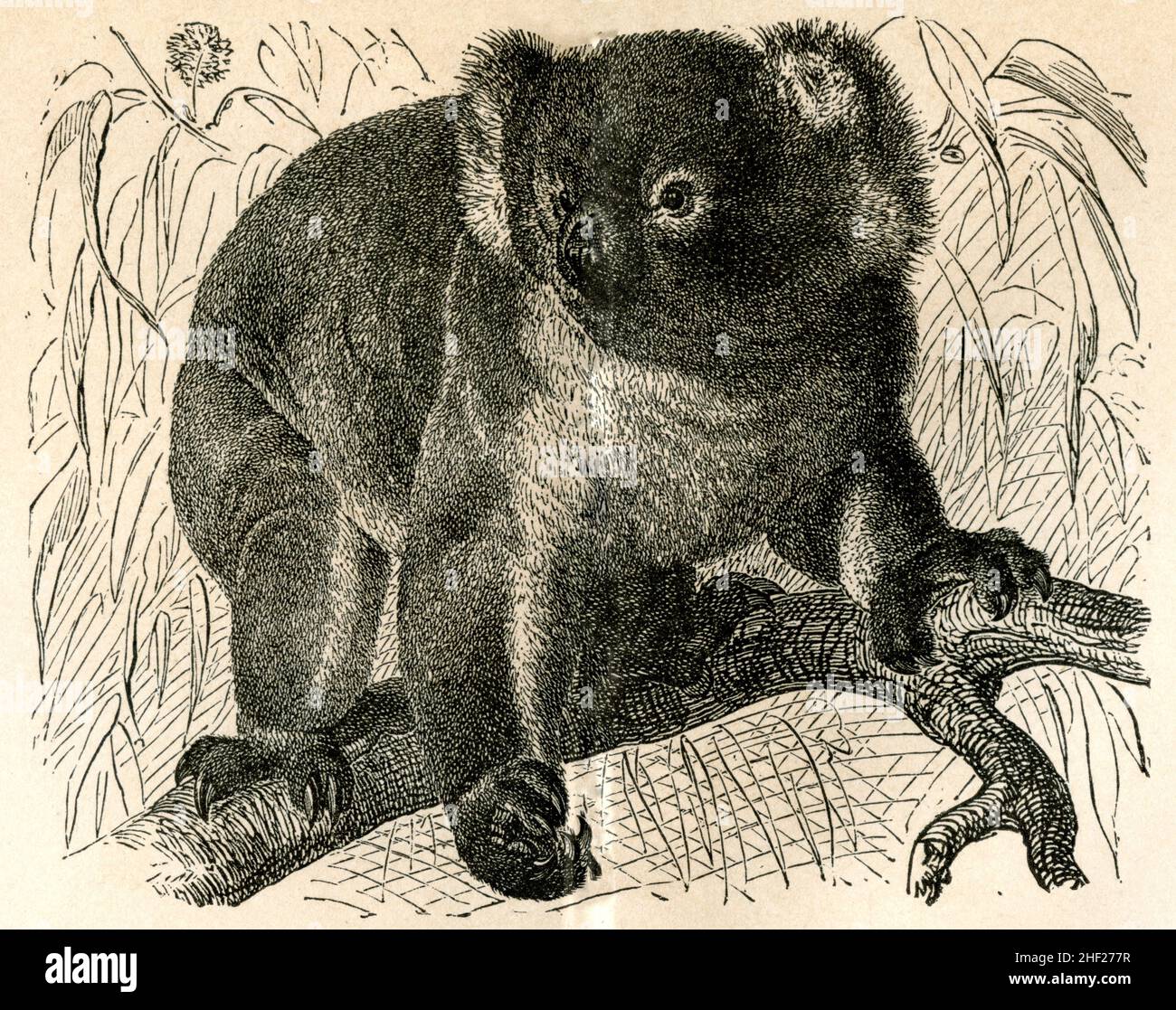 koala Phascolarctos cinereus, (encyclopedia, 1885), Koala Stock Photo