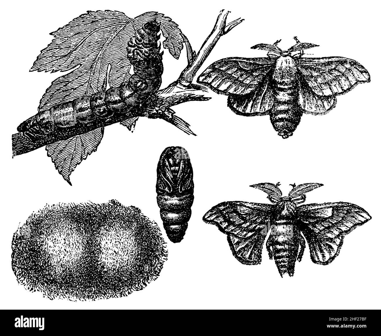 silk moth, Bombyx mori, anonym (biology book, 1896), Seidenspinner: rechts oben: Weibchen, rechts unten: Männchen, mitte: Puppe, links oben Raupe, links unten: Kokon, Bombyx du mûrier Stock Photo