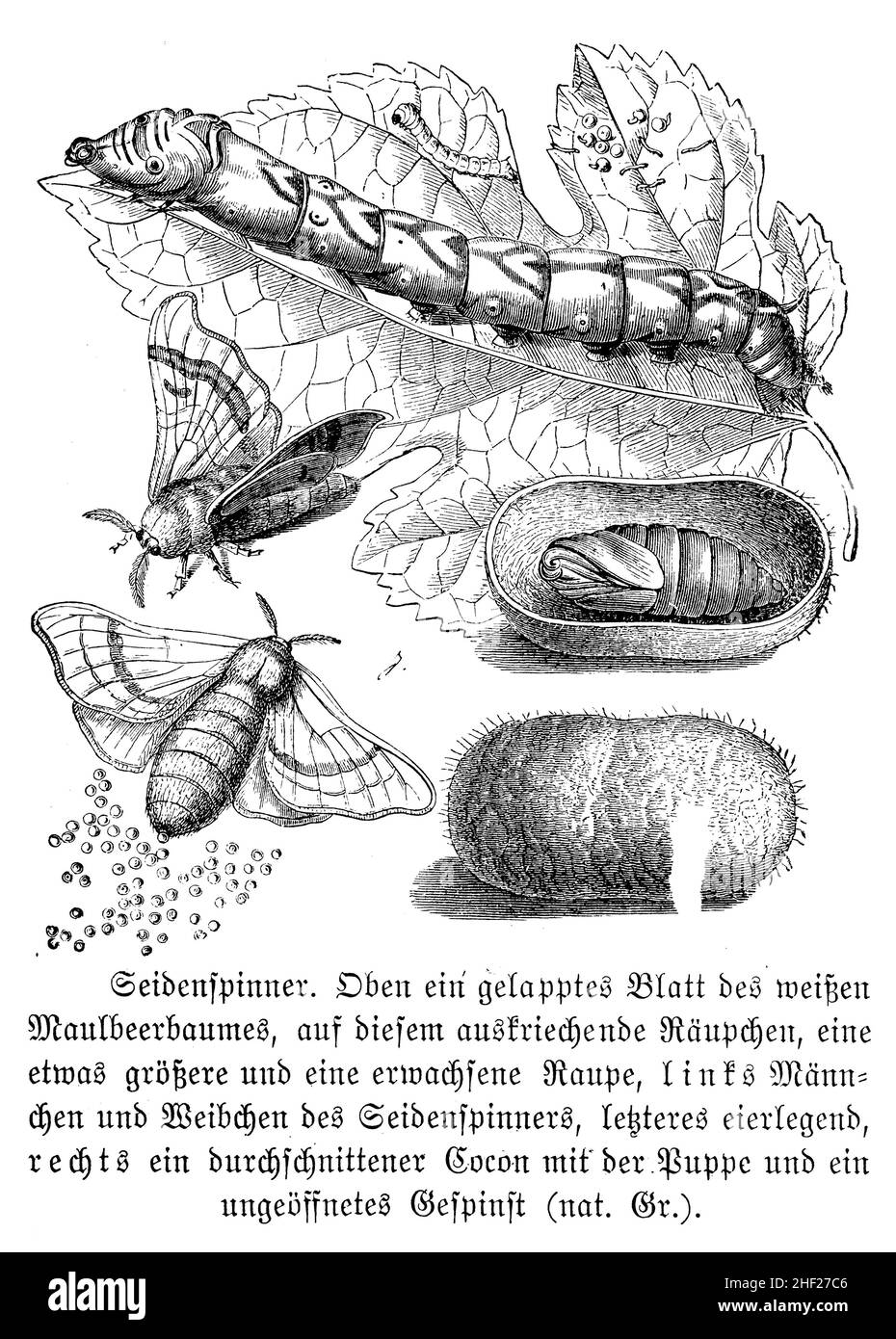 silk moth, Bombyx mori, anonym (zoology book, 1889), Seepolyp, Bombyx du mûrier Stock Photo