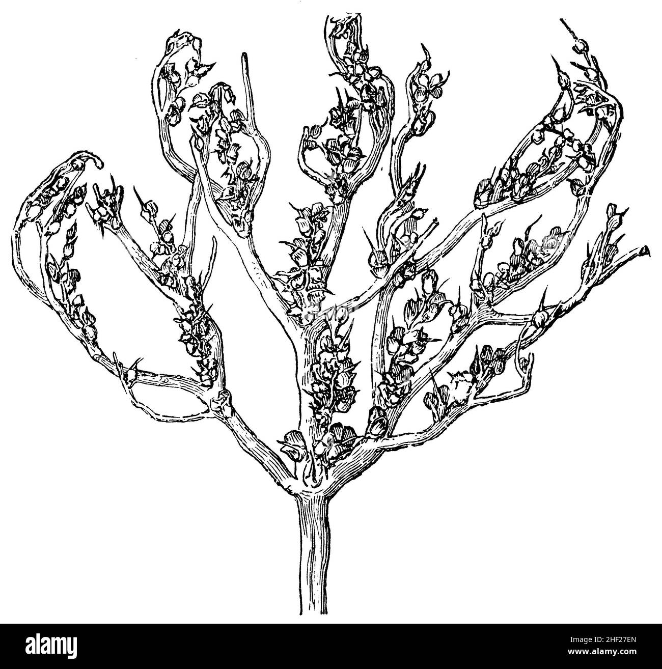 Anastatica, Anastatica hierochuntica Syn. Anastatica hierochuntia,  (encyclopedia, 1893), Rose von Jericho  geöffnet, Anastatique Stock Photo