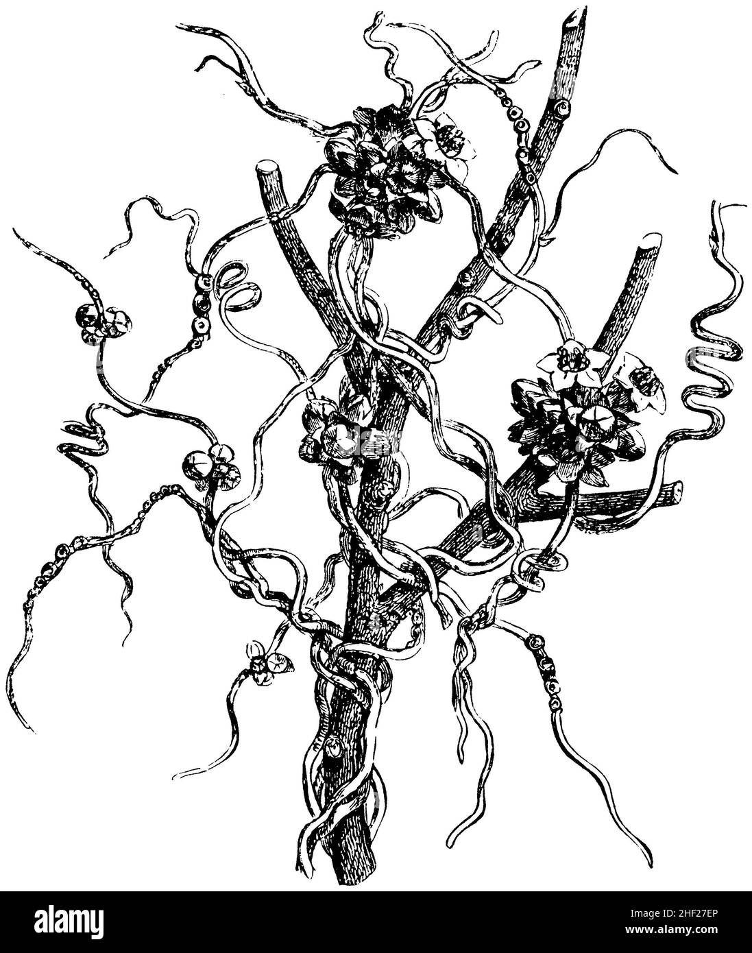 Cuscuta epilinum, Cuscuta epilinum, (encyclopedia, 1893), FlachsSeide