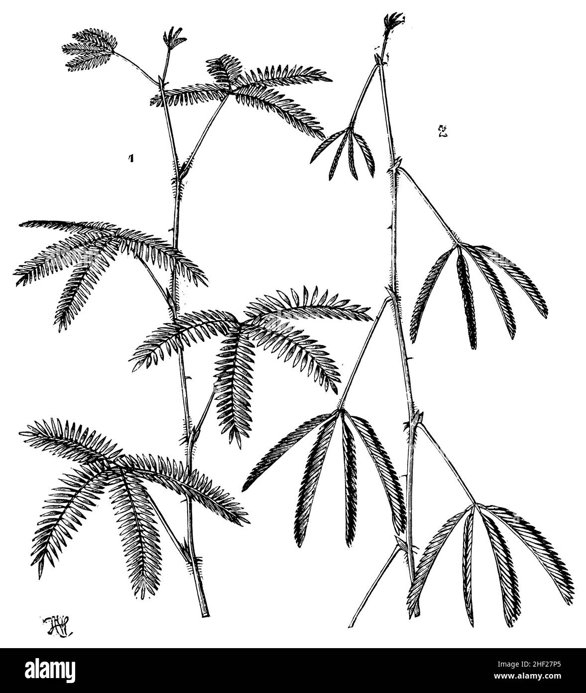 , Mimosa pudica, A W (botany book, 1902), Mimose, Schamhafte Sinnpflanze  1 Zweit mit ausgebreiteten Blätern, 2 derselbe Zweig nach Berührung, Stock Photo