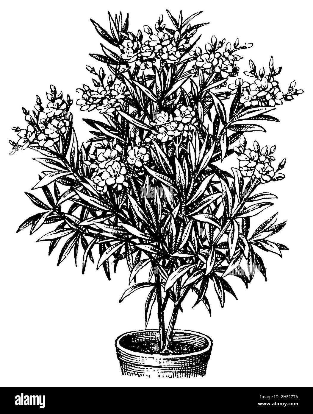 oleander, Nerium oleander, (garden book, 1912), Oleander , laurierrose