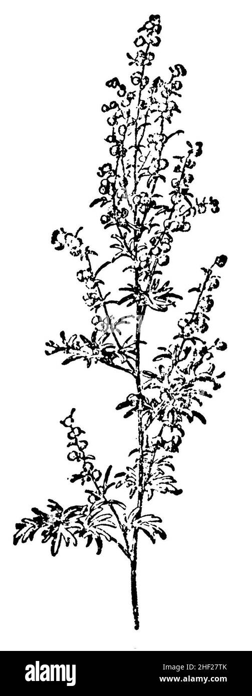 wormwood, Artemisia absinthium,  (encyclopedia, 1910), Wermut , absinthe Stock Photo