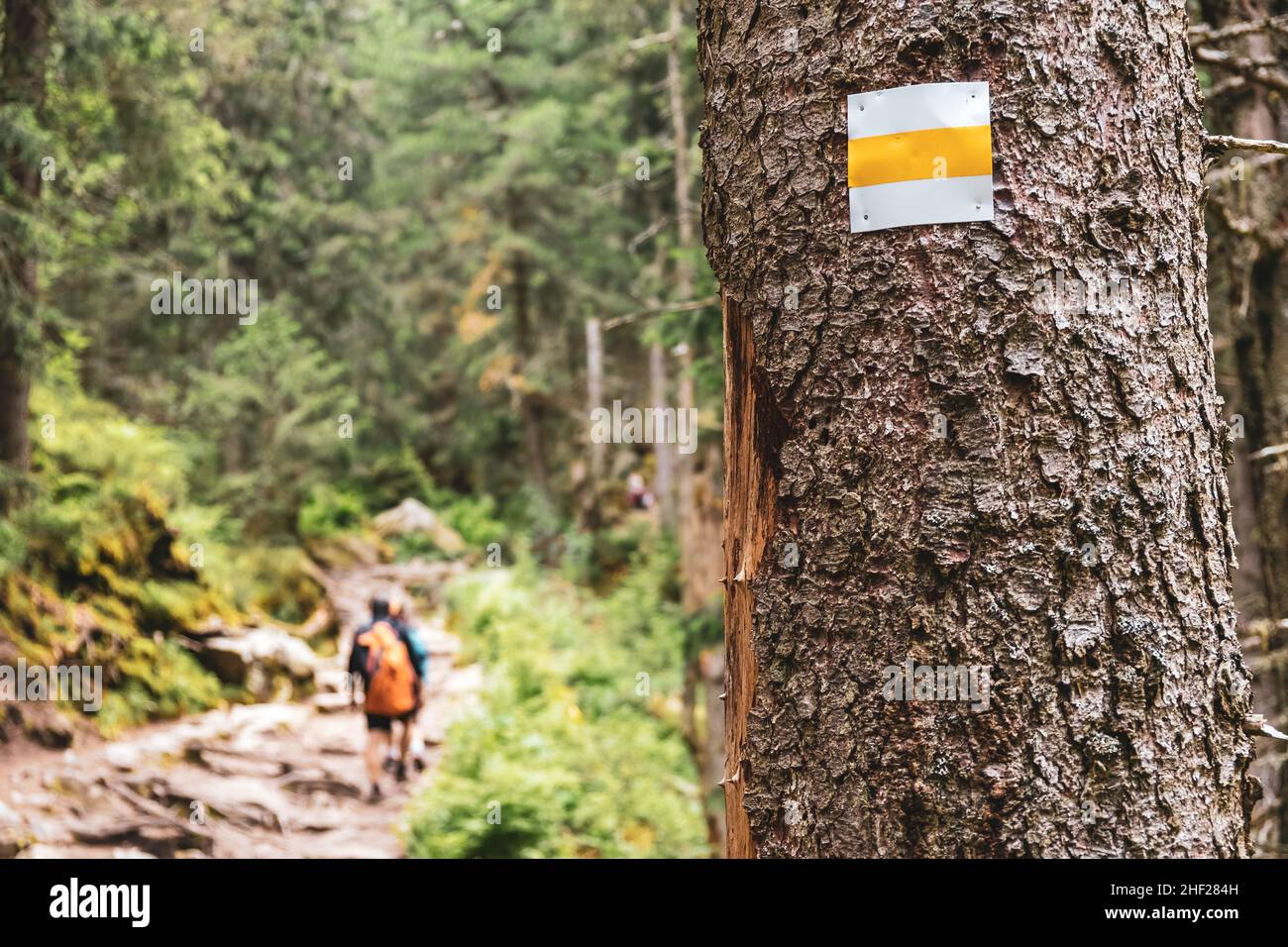 Tourist sign on the tree with a group of tourists on the pathway in the forest. Hiking in summer concept. Stock Photo