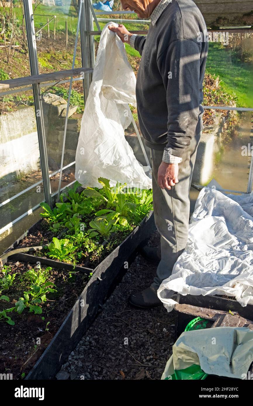 Man gardener working in greenhouse in winter January sowing beans and seeds on a gardening bench rural Wales UK   KATHY DEWITT Stock Photo