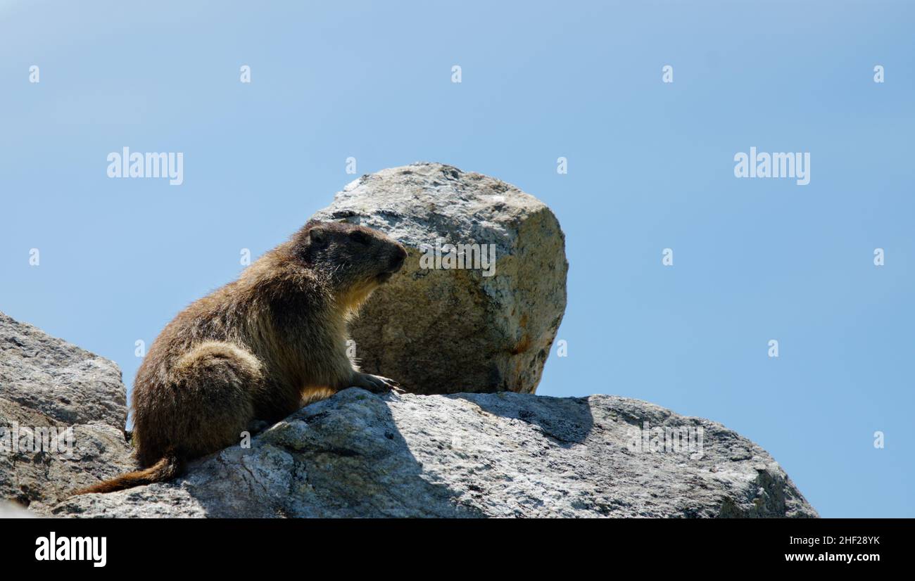 Close up of an Alpine marmot Stock Photo