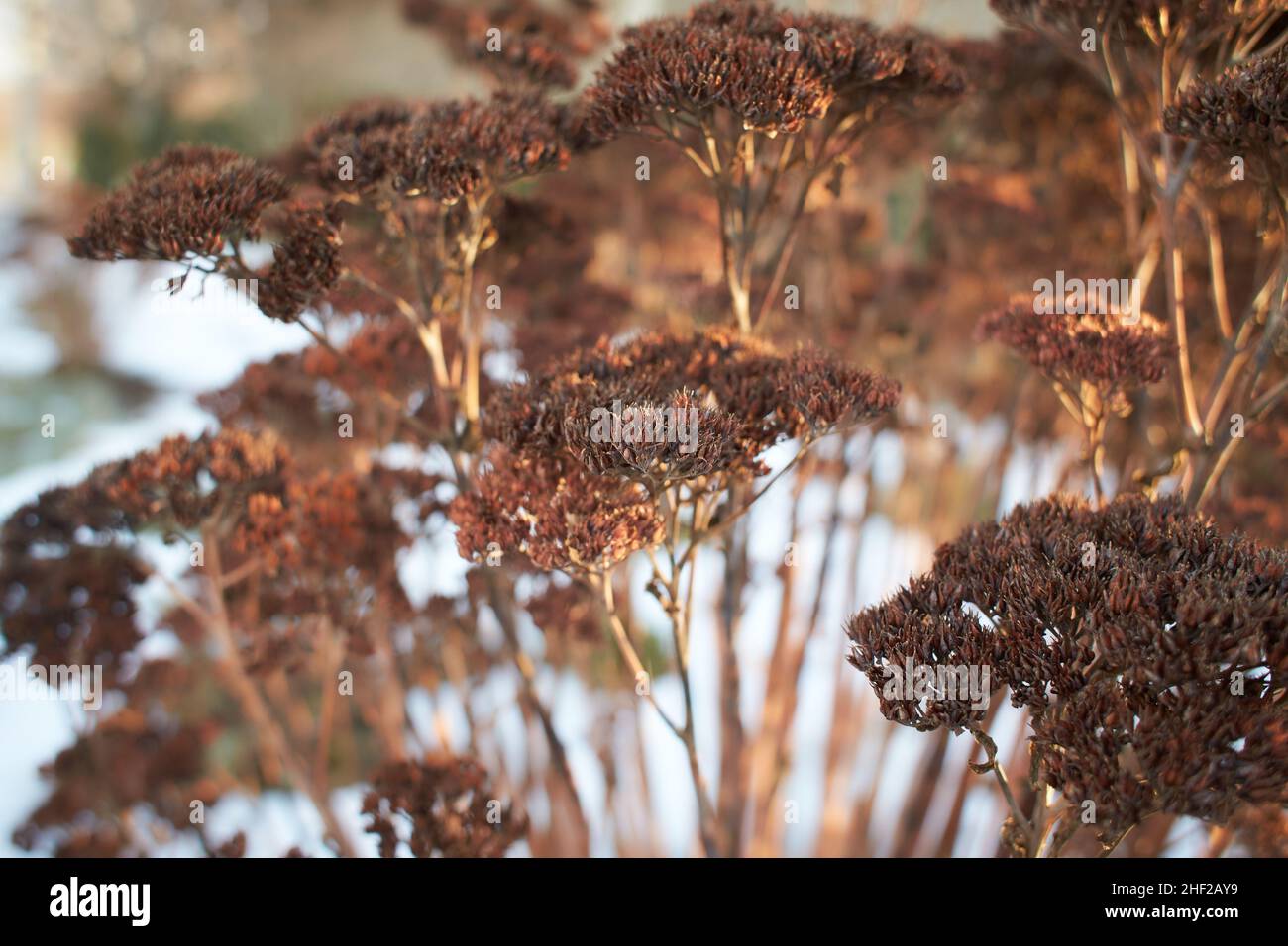 Dry stonecrop, Crassulaceae, Sempervivoideae in winter time Stock Photo