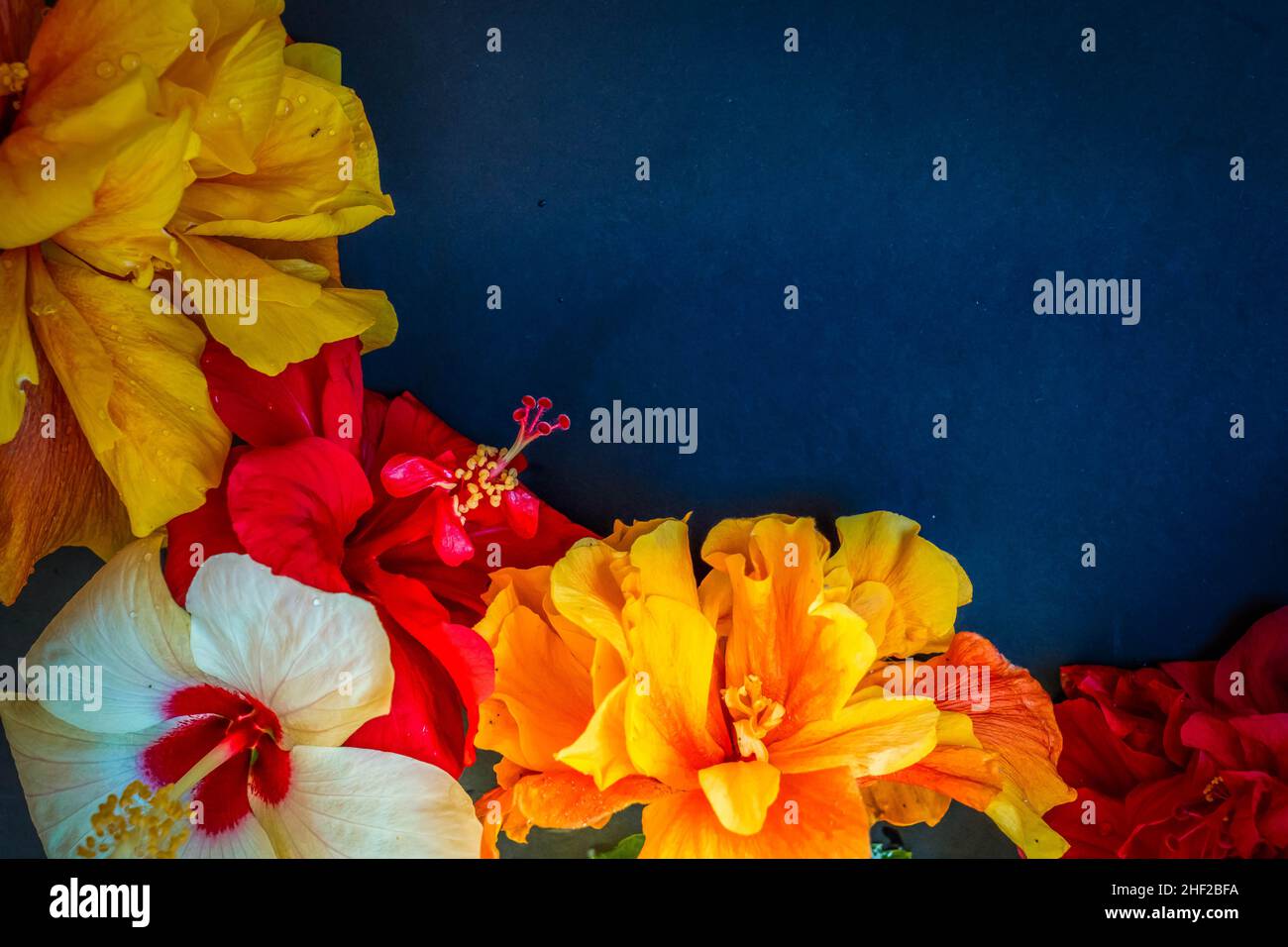 fresh-hibiscus-flowers-stock-photo-alamy