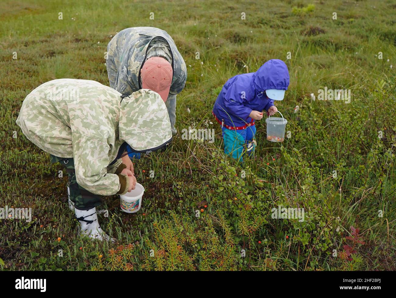 The family collects cloudberries in the swamp . Siberia, Khanty-Mansi Autonomous Okrug - Yugra KhMAO - Yugra Stock Photo