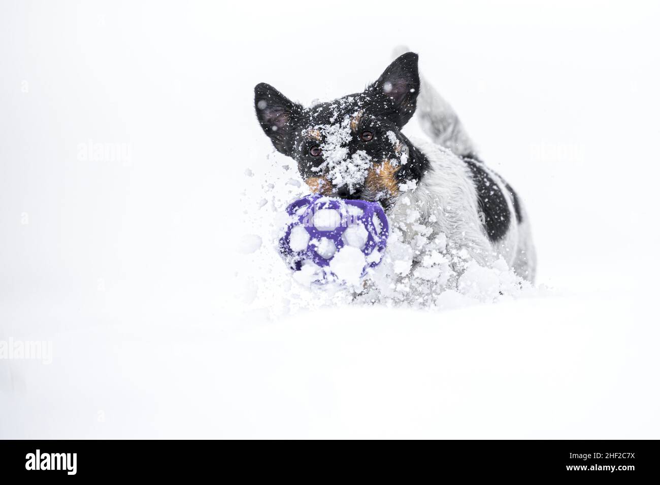 A cute small dog runs fast over a meadow in the snowy winter playing and holding a grid ball in its mouth Stock Photo