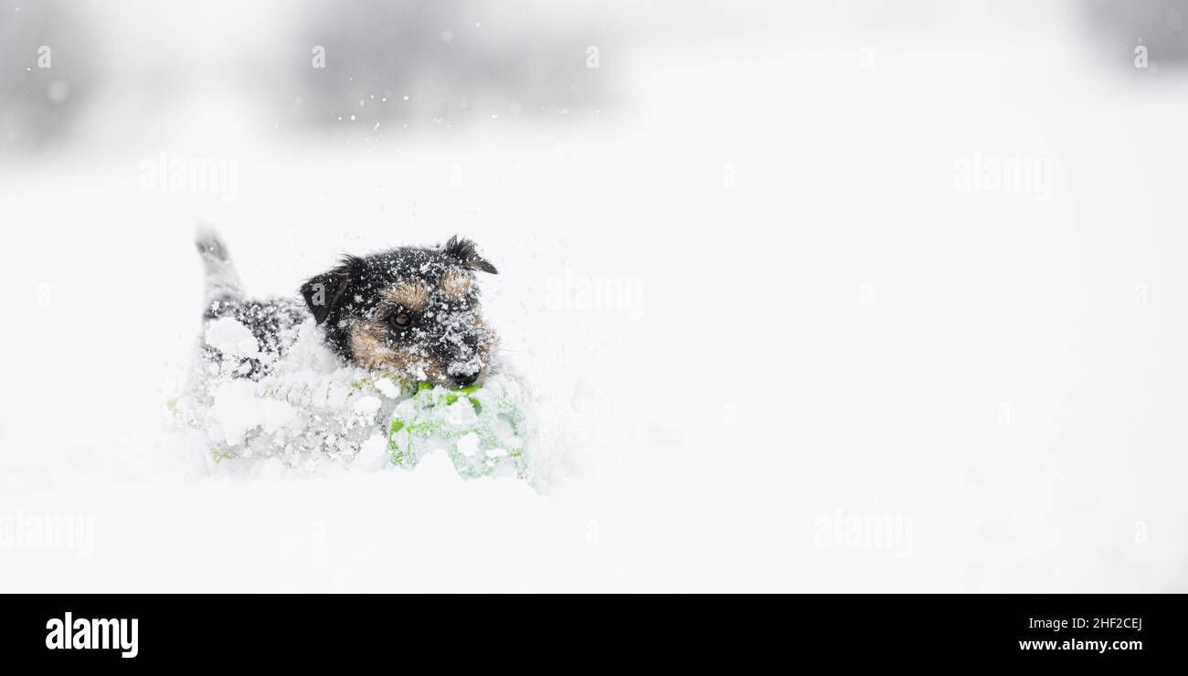 A cute small dog runs fast over a meadow in the snowy winter playing and holding a grid ball in its mouth Stock Photo
