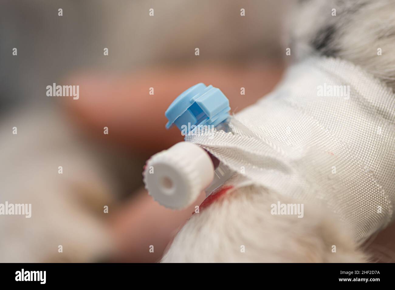 small sick jack russell terrier dog at the vet. Veterinarian prepares the dog for surgery and places a canula to give intravenous medication. Stock Photo