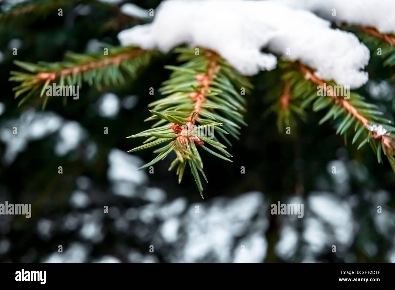 Fir tree branch covered with snow and ice close up. Spruce twig with ...