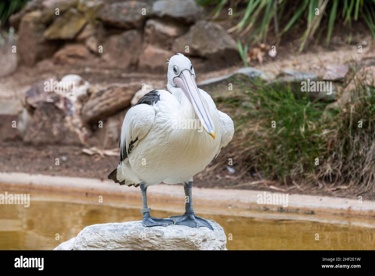 Close up of a Australian pelican, Pelecanus conspicillatus, sitting on a boulder with bill resting on chest and face on lens Stock Photo