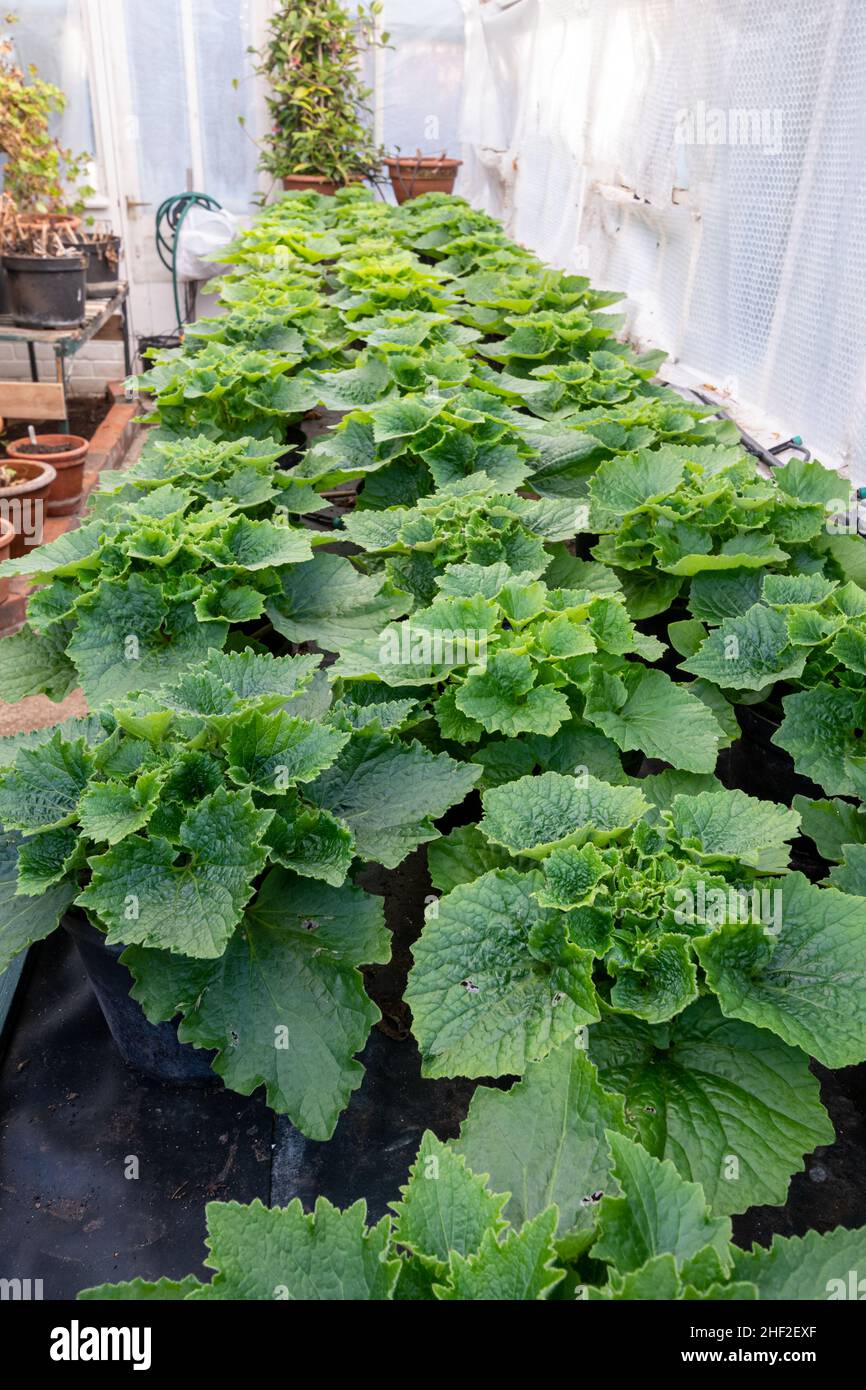 Cineraria pot plants being over-wintered in a heated greenhouse or glasshouse with fleece insulation lining, UK, during January Stock Photo
