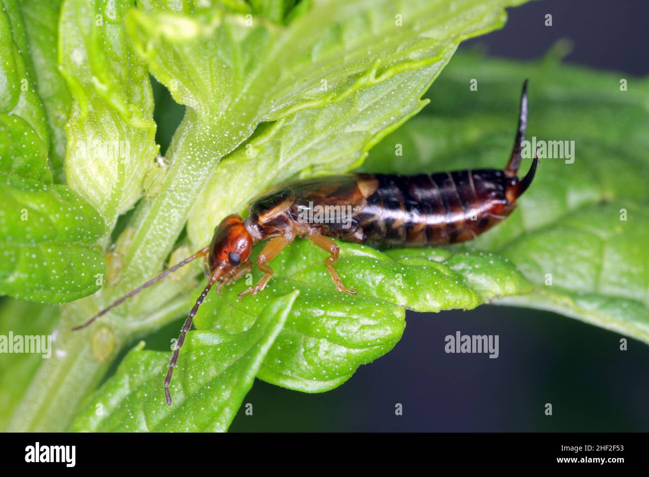 Common earwig european earwig forficula hi-res stock photography and ...